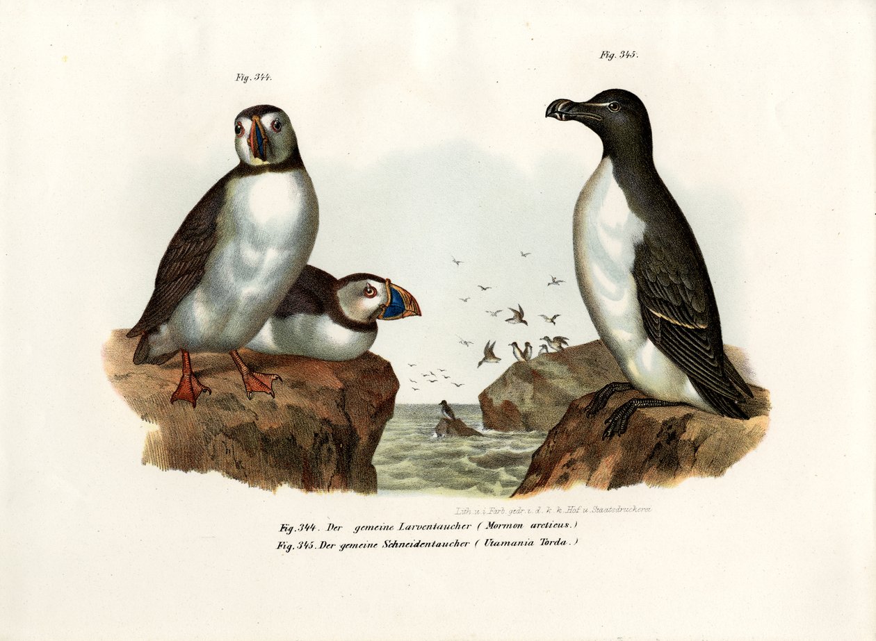 Papagaio Artic, 1864 de German School