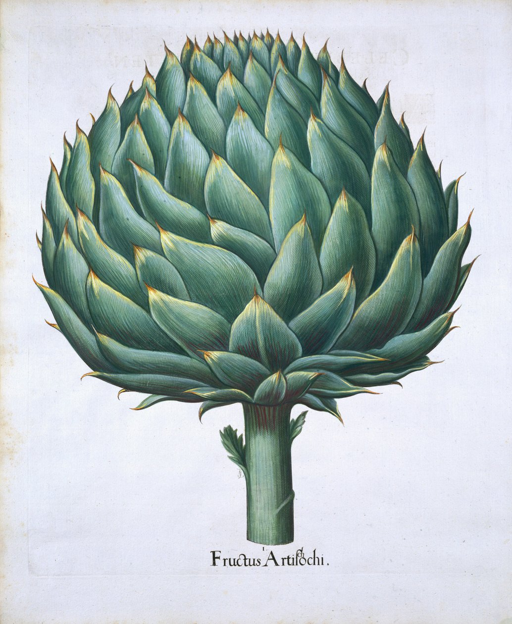 Alcachofra de Hortus Eystettensis pelo bar de Basil Besler (1561-1629). 1613 (gravura colorida à mão) de German School