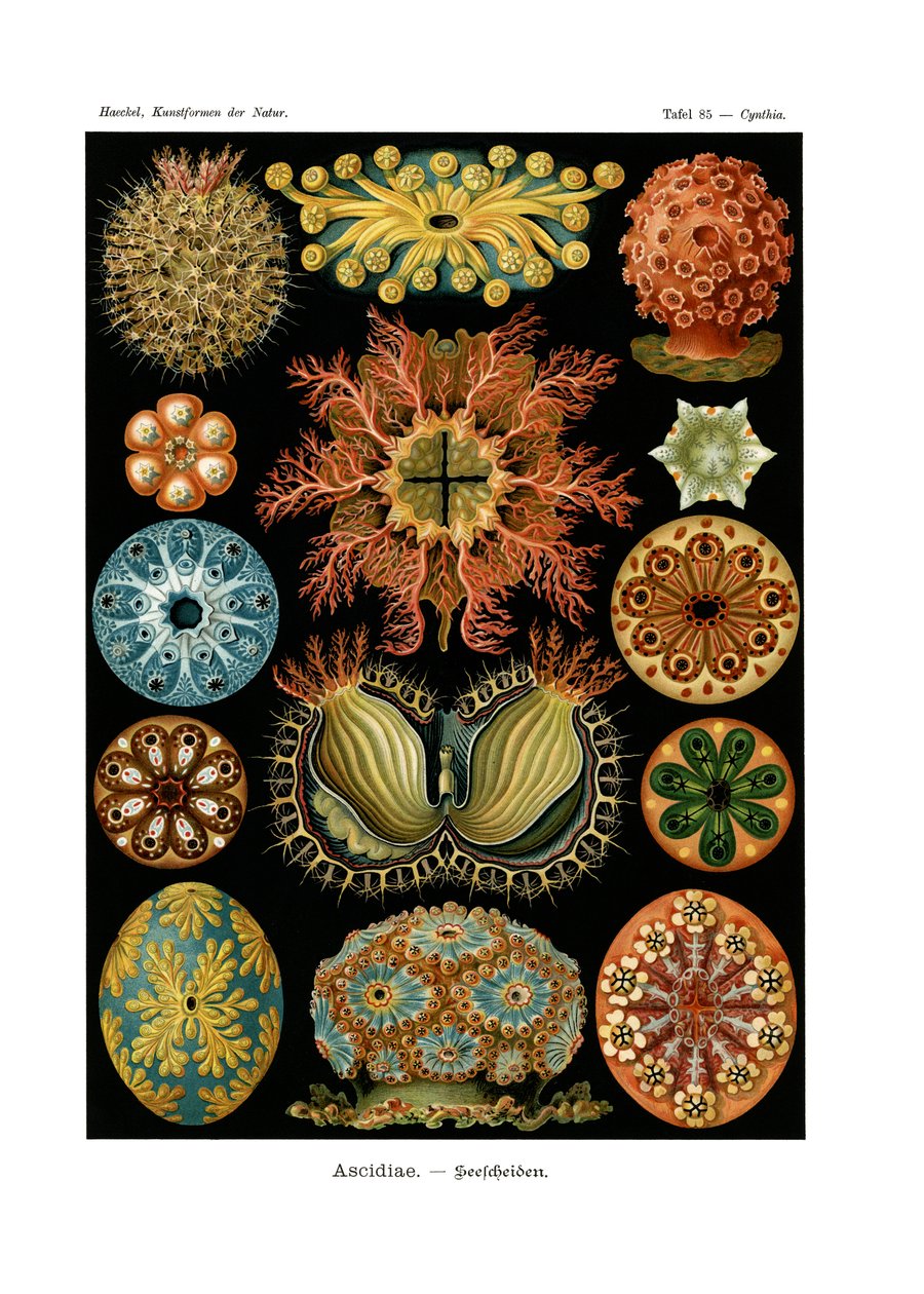Ascidiae, 1899-1904 de German School