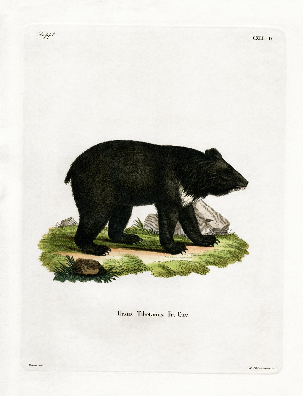 Asian Black Bear (gravura colorida) de German School