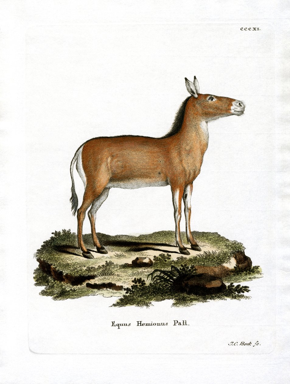 Asian Wild Ass (gravura colorida) de German School