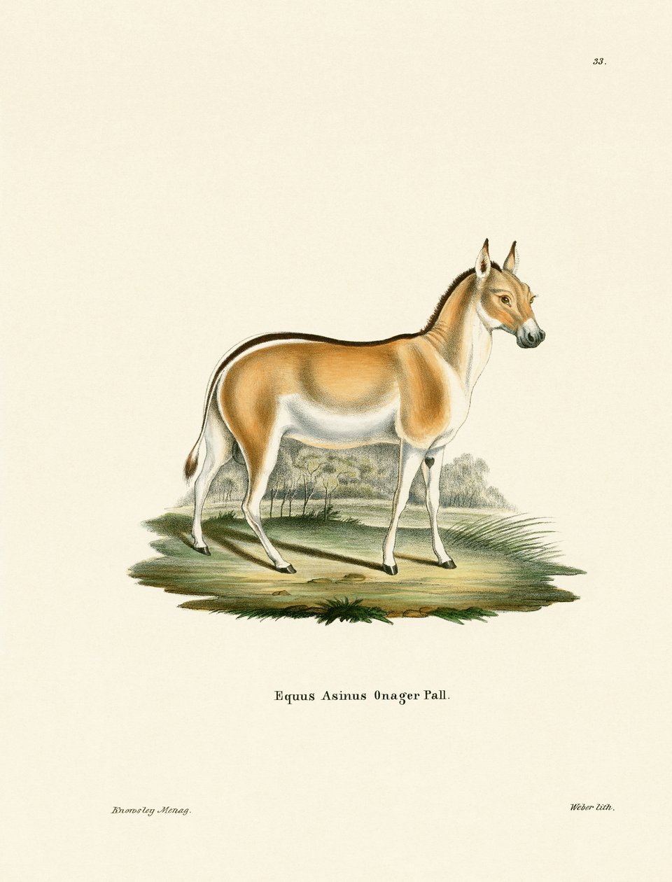 Asian Wild Ass (gravura colorida) de German School
