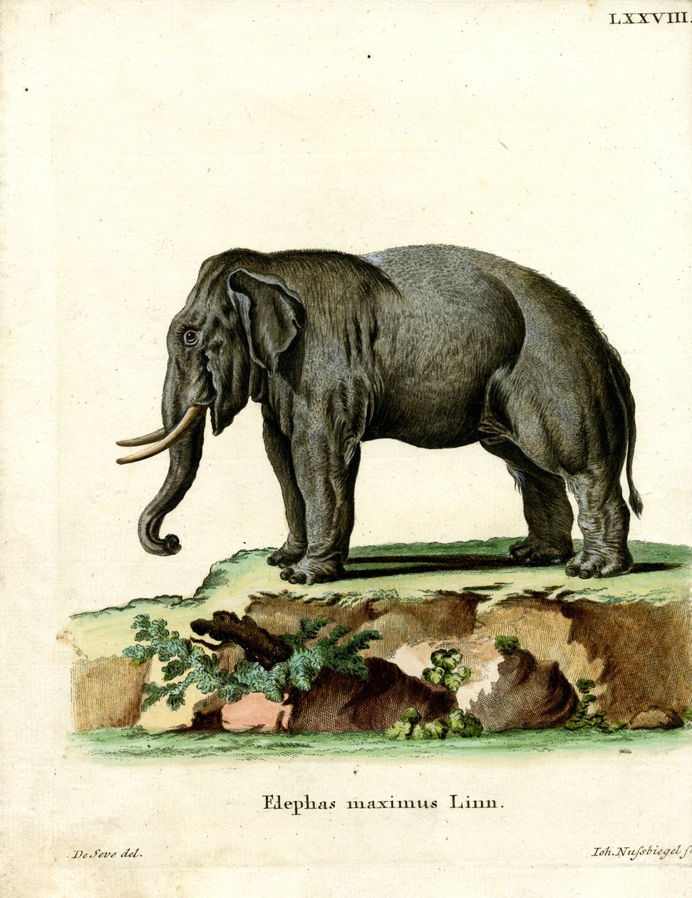 Asiatic Elephant (gravação colorida) de German School