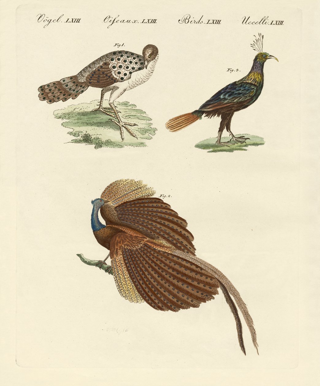Aves asiáticas (gravura colorida) de German School