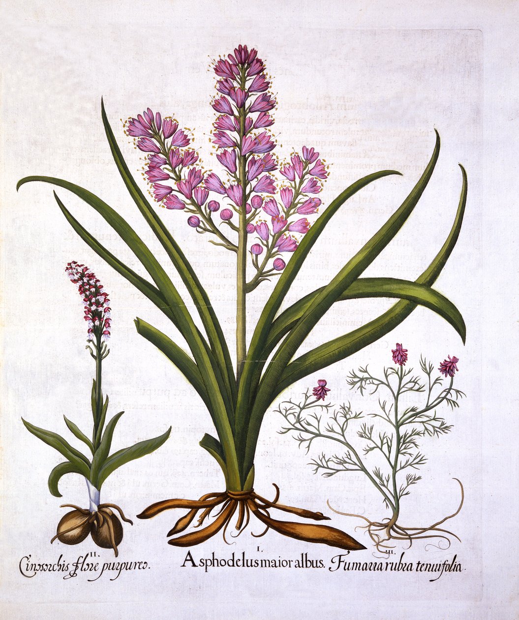 Asphodel, Burnt Orchid e Fumaria Spicata, de Hortus Eystettensis, de Basil Besler (1561-1629), pub. 1613 (gravura colorida à mão) de German School