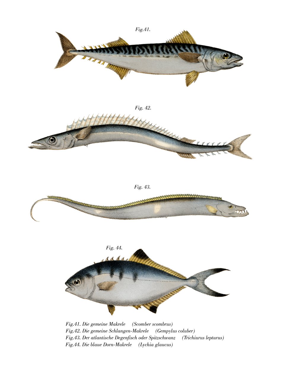 Atlantic Mackerel (cor litho) de German School