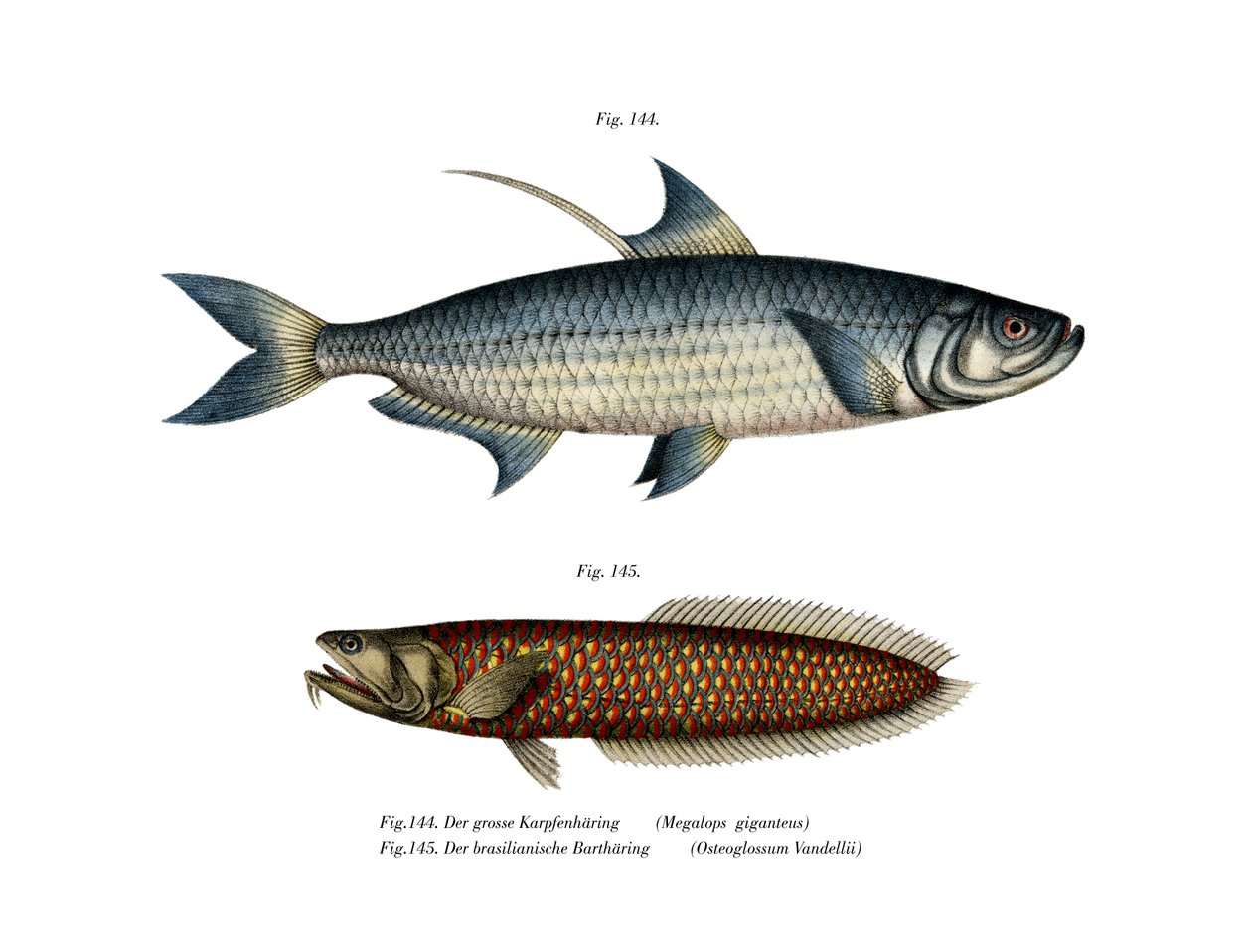 Tarpon Atlântico (cor litho) de German School