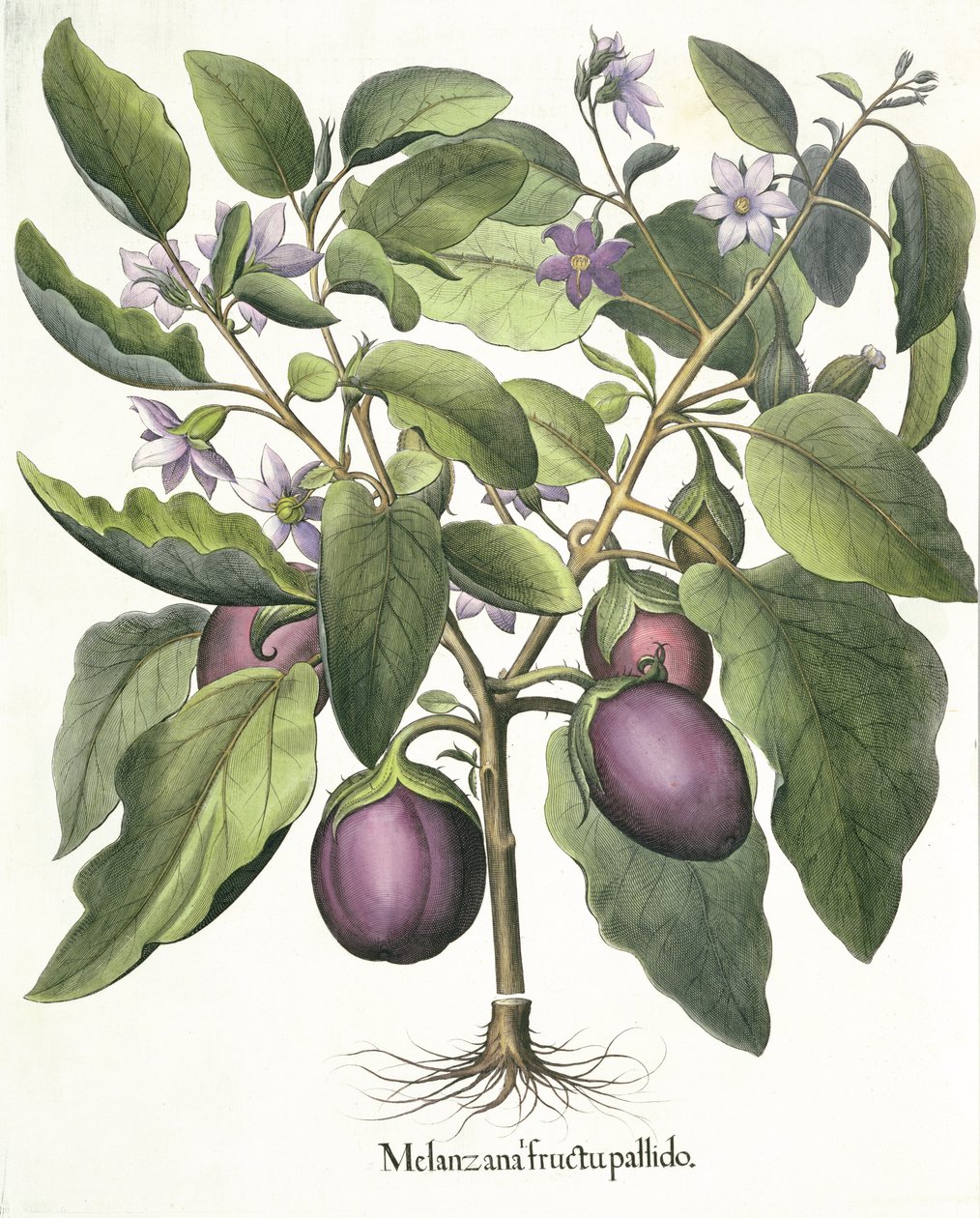 Beringela: Melanzana empalidece, do Hortus Eystettensis por Basil Besler (1561-1629), pub. 1613 de German School