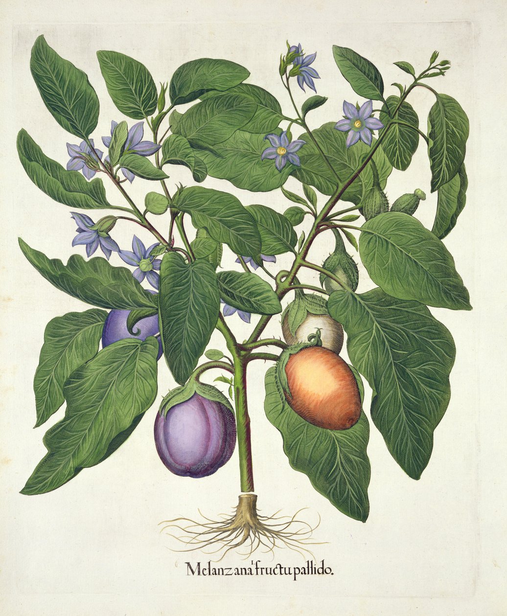 Beringela: Melanzana fructu pallido, de Hortus Eystettensis de Basil Besler (1561-1629), pub. 1613 (gravura colorida à mão) de German School