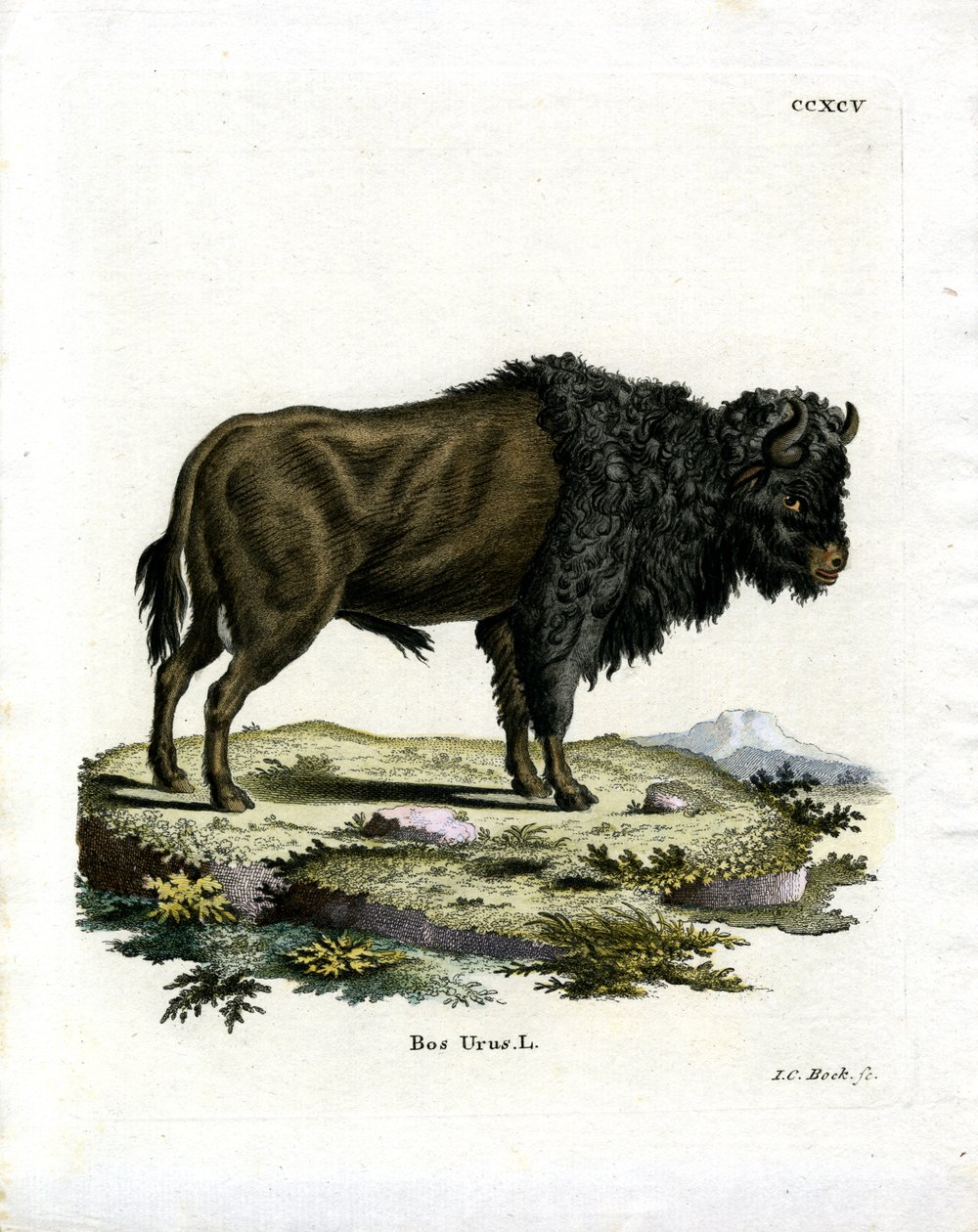 Aurochs (gravação a cores) de German School