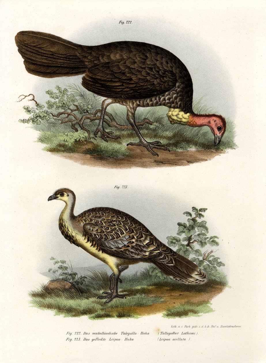 Escova-Turquia Australiana, 1864 de German School