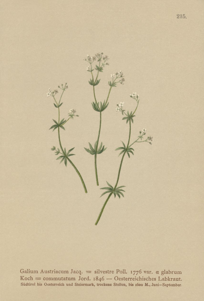 Austríaca Bedstraw (Galium Áustria Rubia floresta (par. Greenhorn), mudança Rubia) de German School