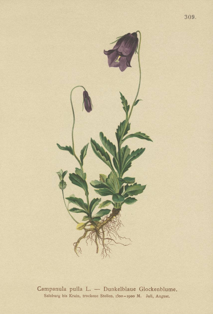 Bellflower austríaco (Campanula pulla) de German School