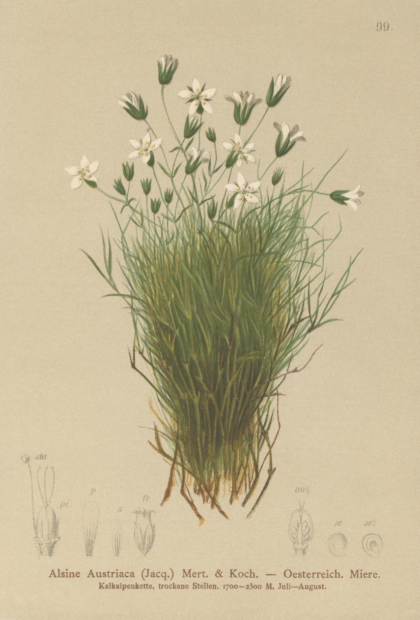 Sandwort austríaco (austríaco Alsine, austríaco Minuartia) de German School