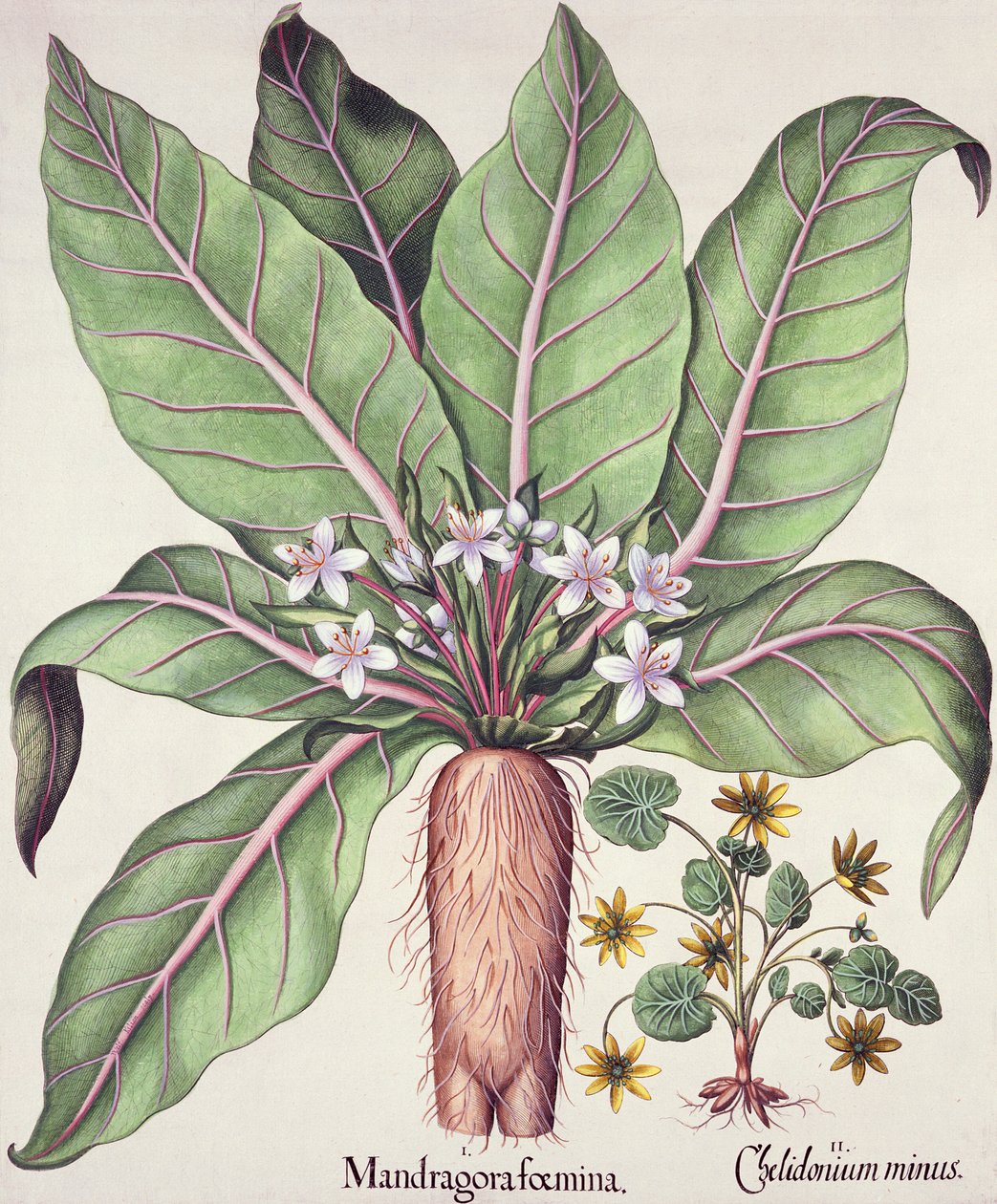 Mandrake do outono, do Hortus Eystettensis pelo bar de Basil Besler (1561-1629). 1613 (gravura colorida à mão) de German School