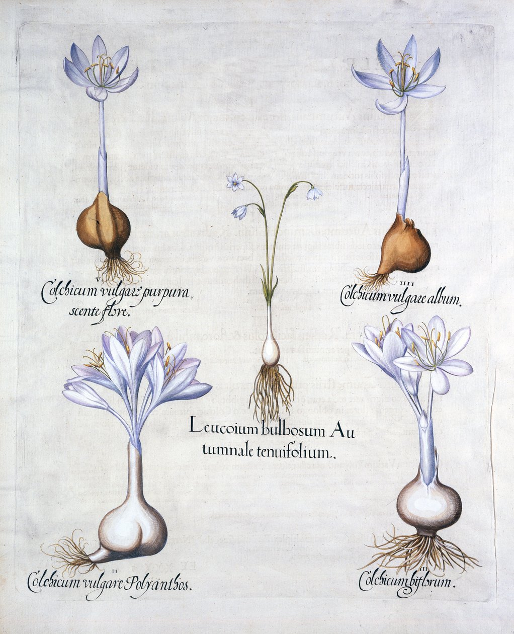 Açafrão do outono e saffrons do prado, de Hortus Eystettensis, por Basil Besler (1561-1629), bar. 1613 (gravura colorida à mão) de German School