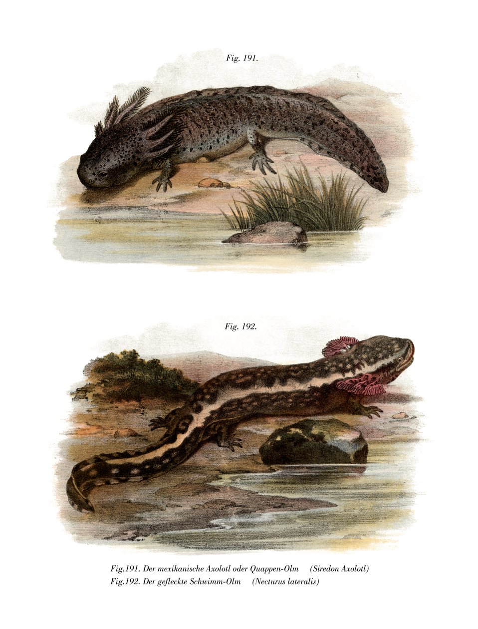 Axolotl (cor litho) de German School