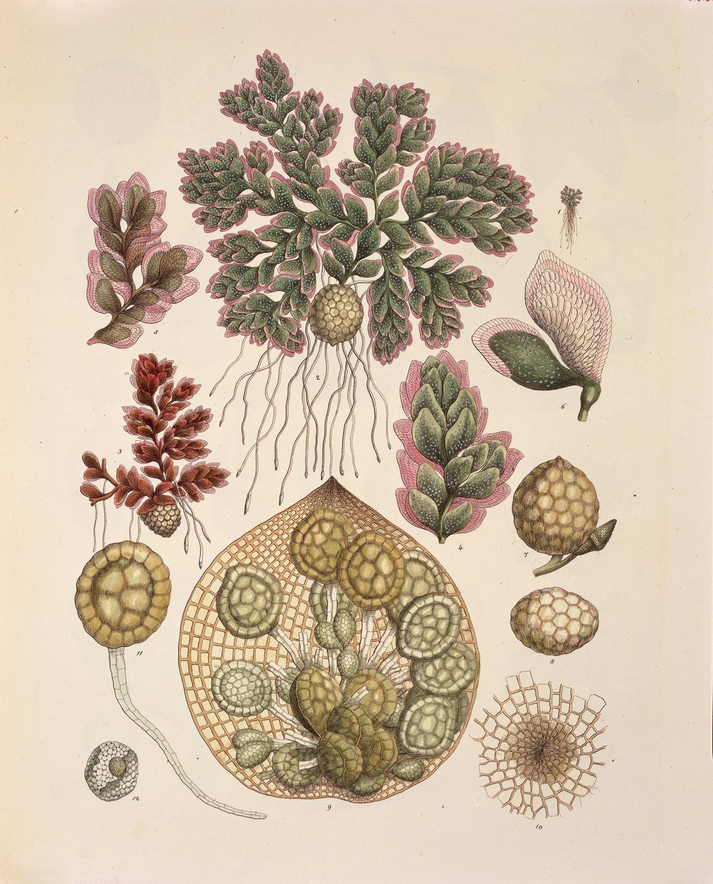 Azolla (fetos aquáticos), mesa LXXIV de 