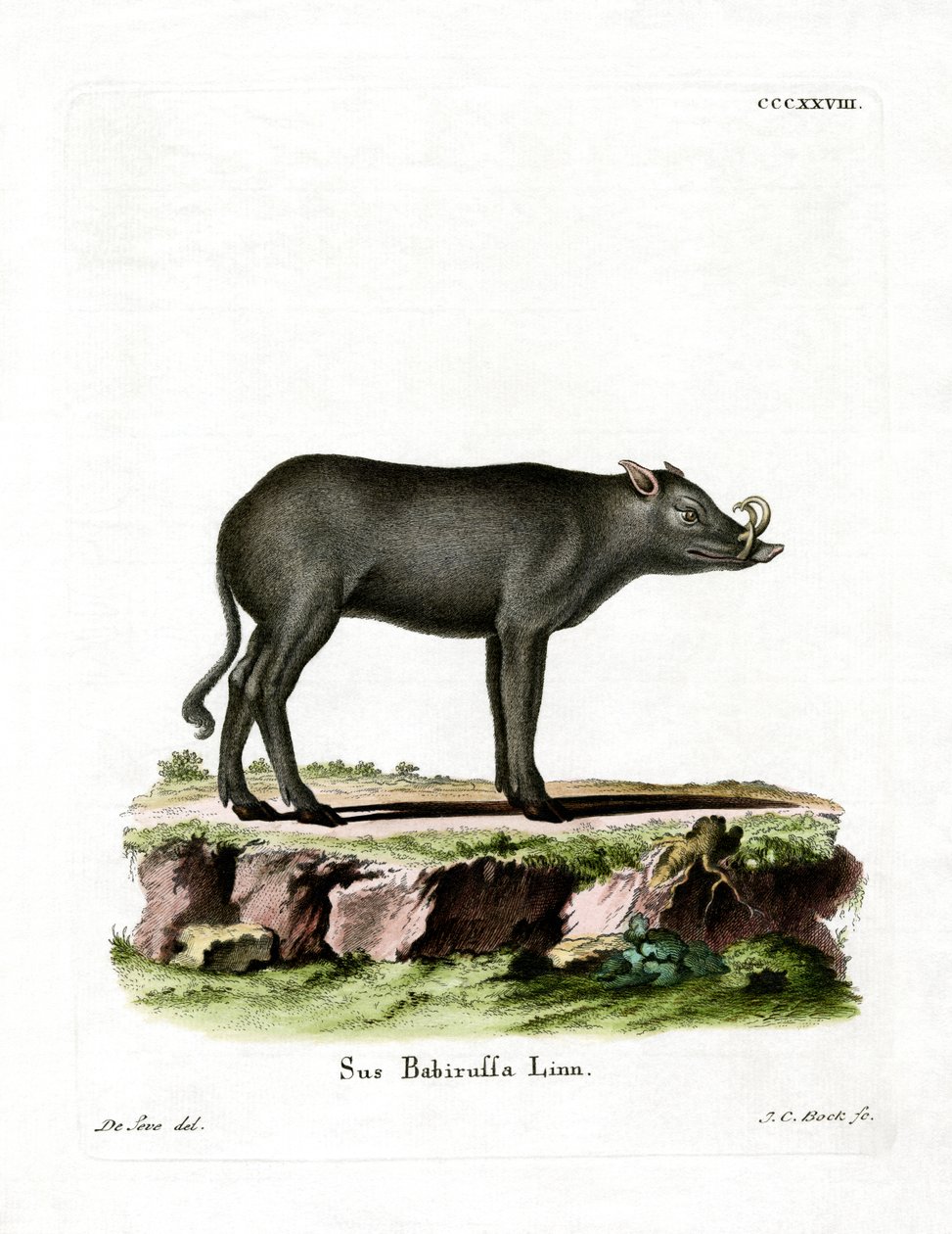 Babirusa (gravura colorida) de German School