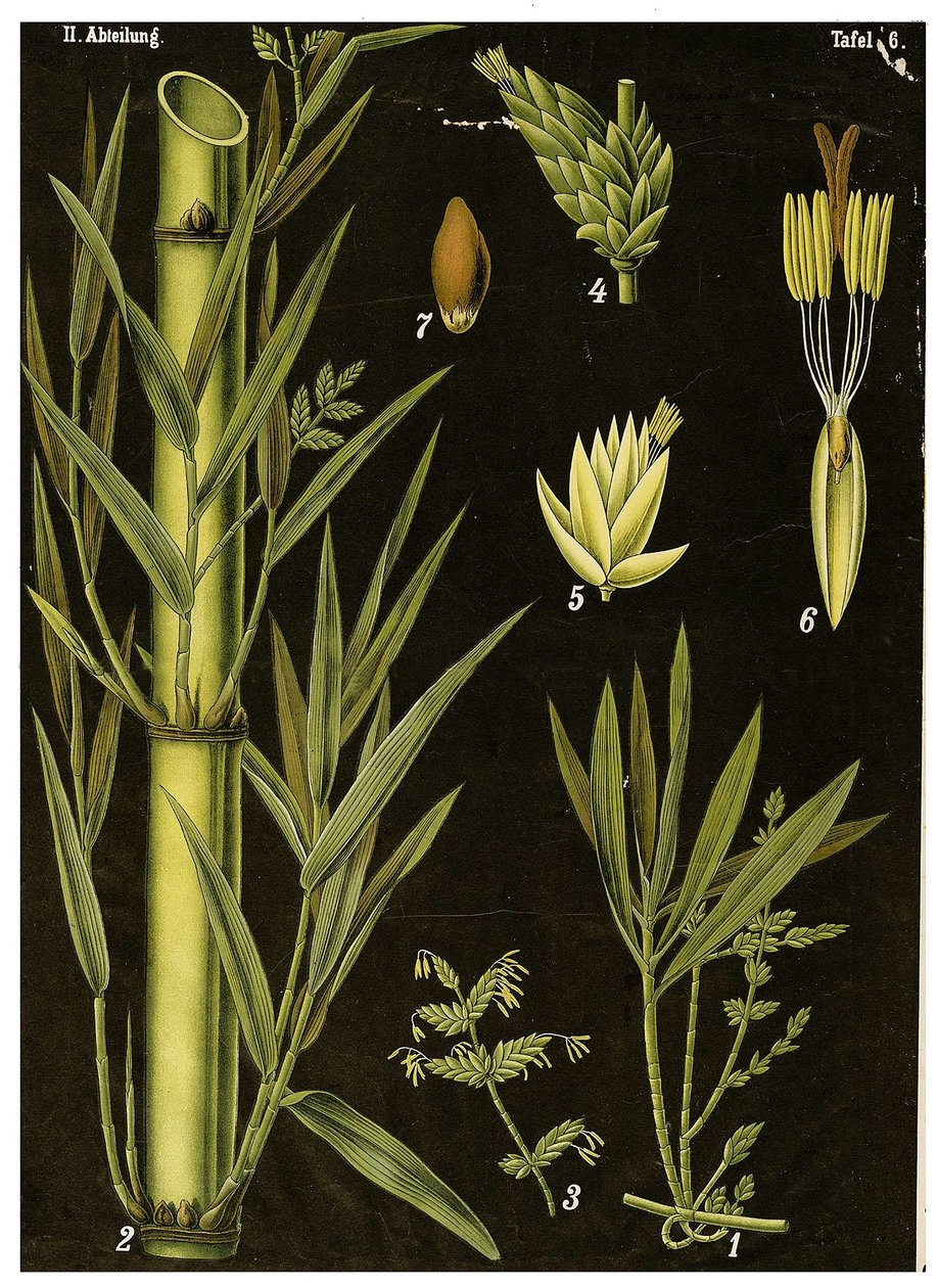Bambu de German School