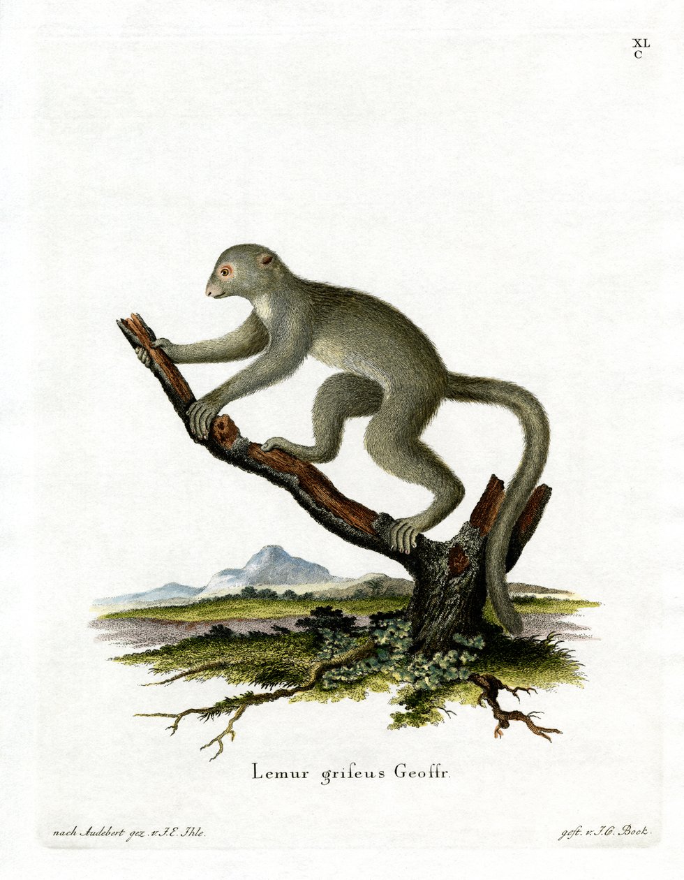 Bamboo Lemur (gravação a cores) de German School