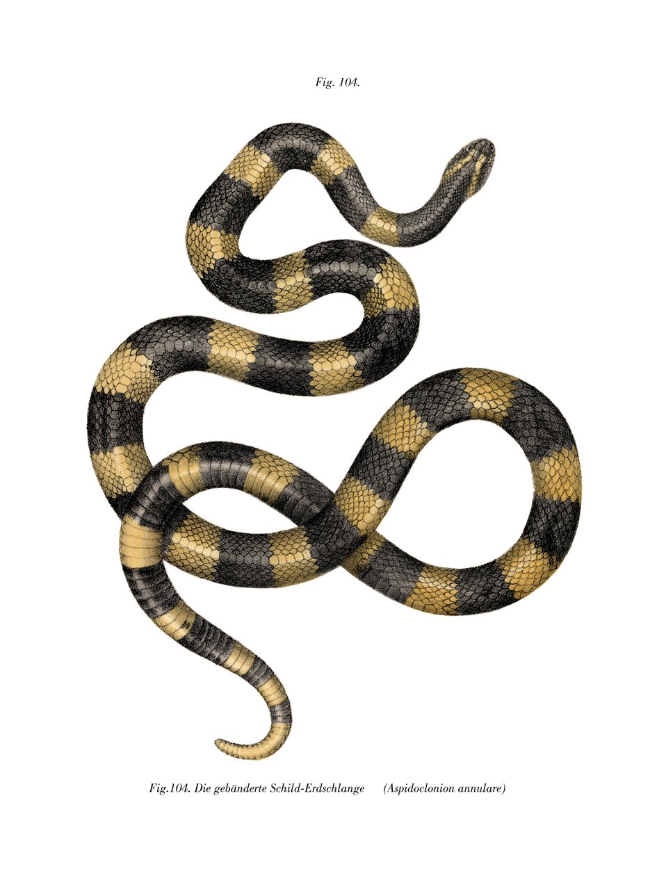 Krait em banda (cor litho) de German School