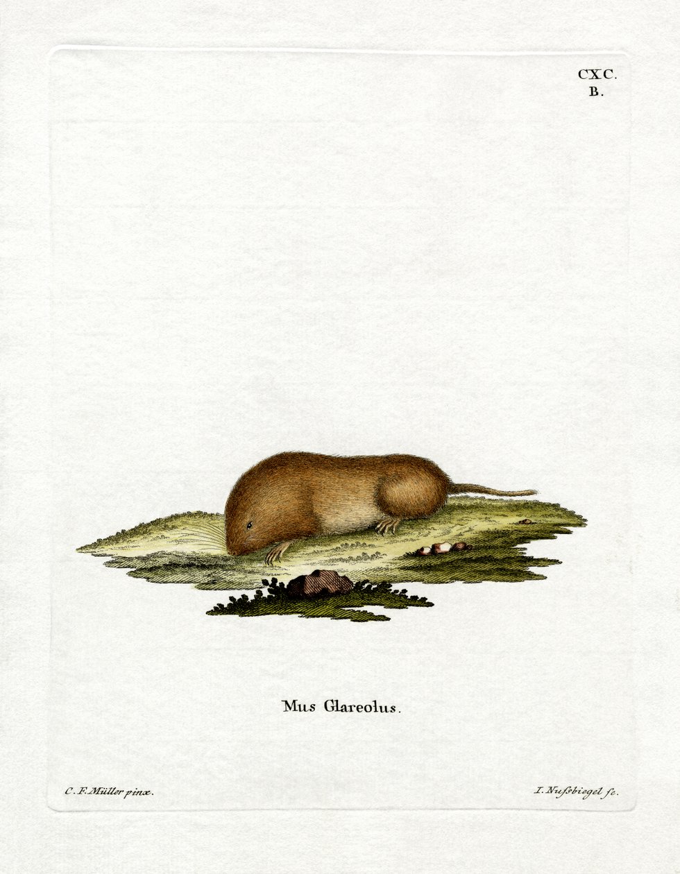 Bank Vole (gravação a cores) de German School