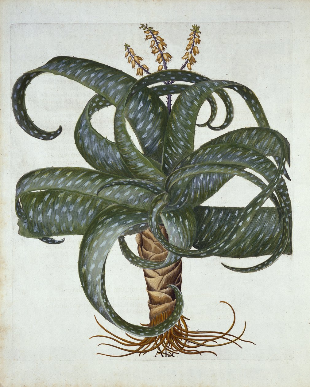 Barbados Aloe, de Hortus Eystettensis, por Basil Besler (1561-1629) pub. 1613 de German School