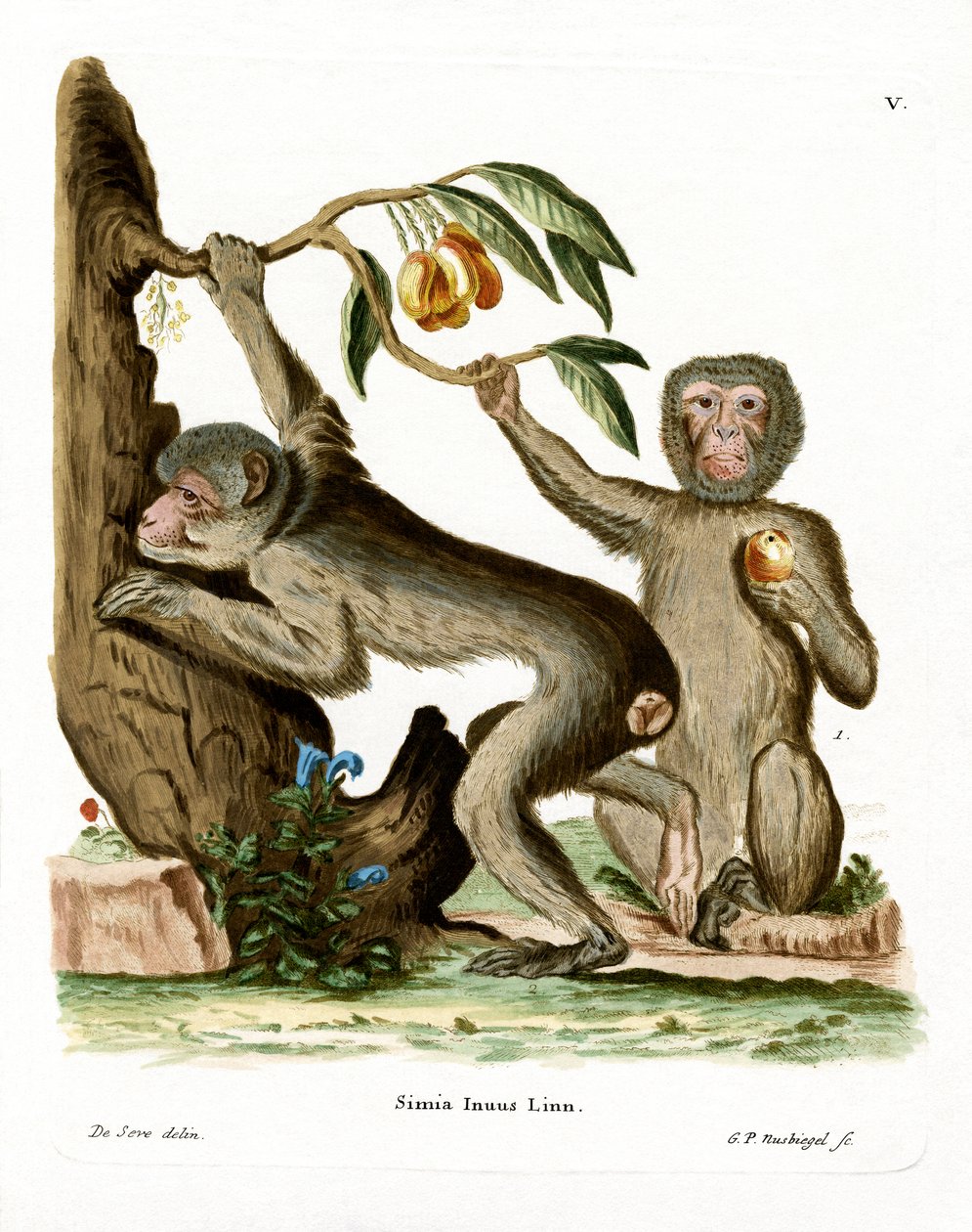 Barbary Ape (gravura colorida) de German School
