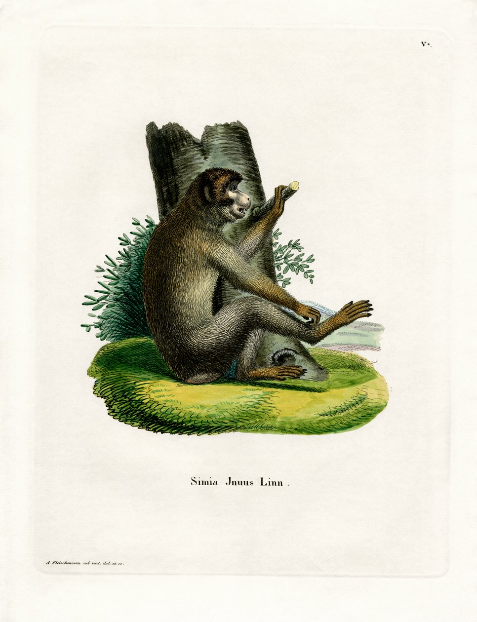Barbary Ape (gravura colorida) de German School