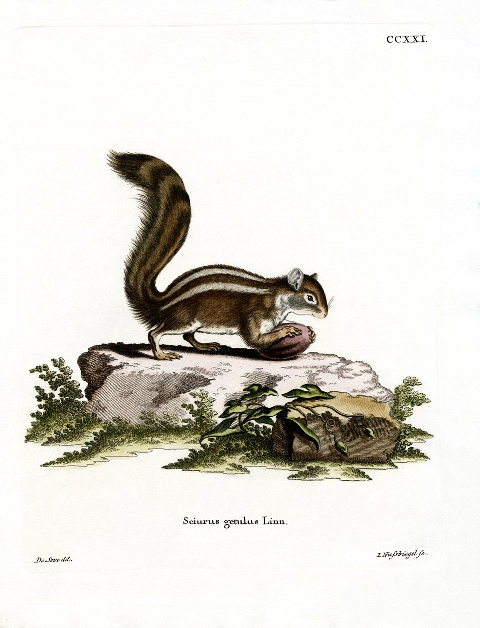 Esquilo Barbary Ground (gravura colorida) de German School