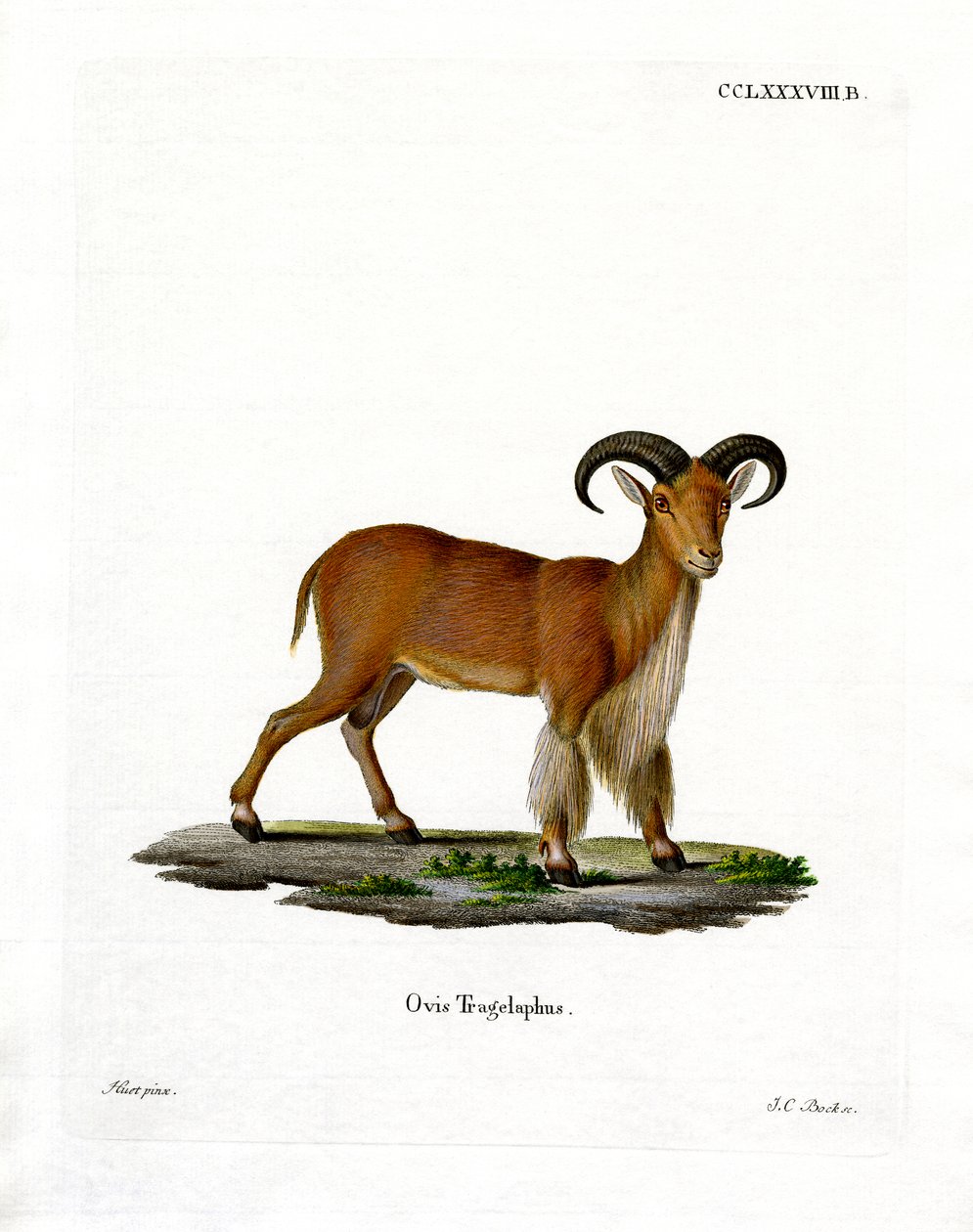 Barbary Sheep (gravura a cores) de German School