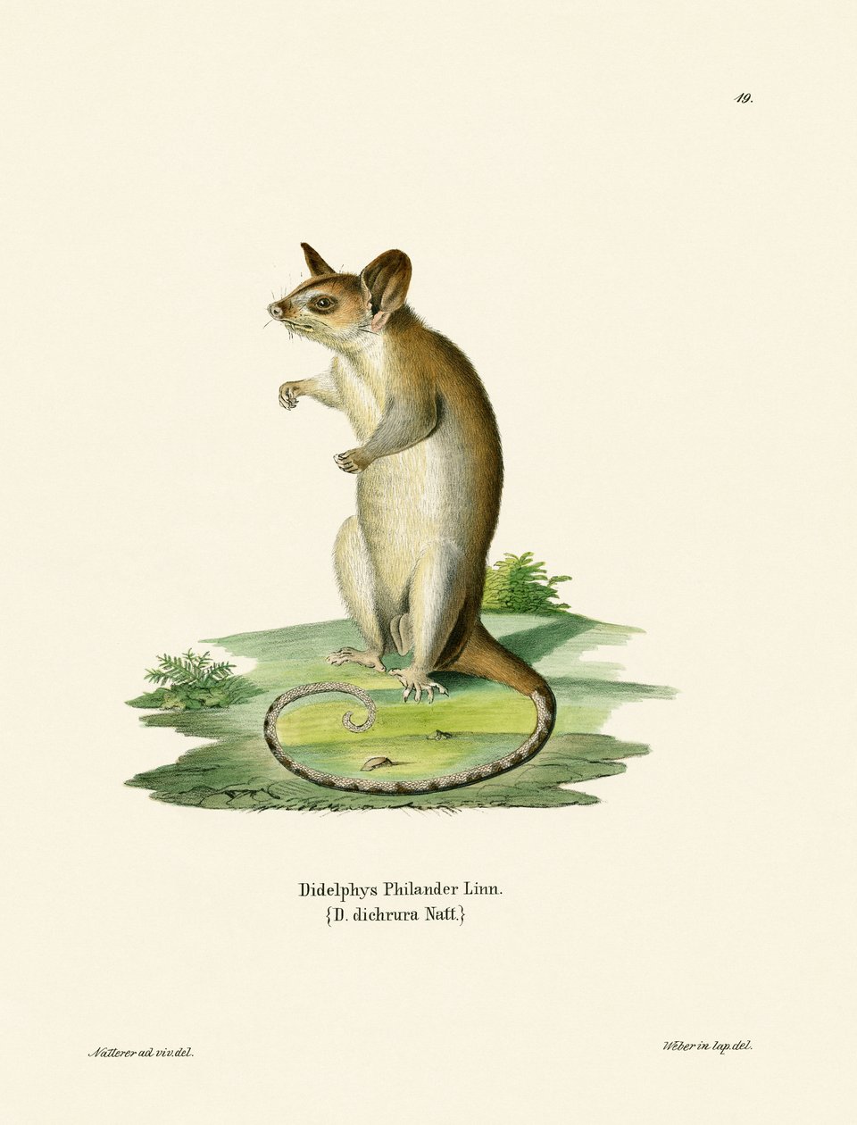 Opossum Lanoso sem cauda (gravação a cores) de German School