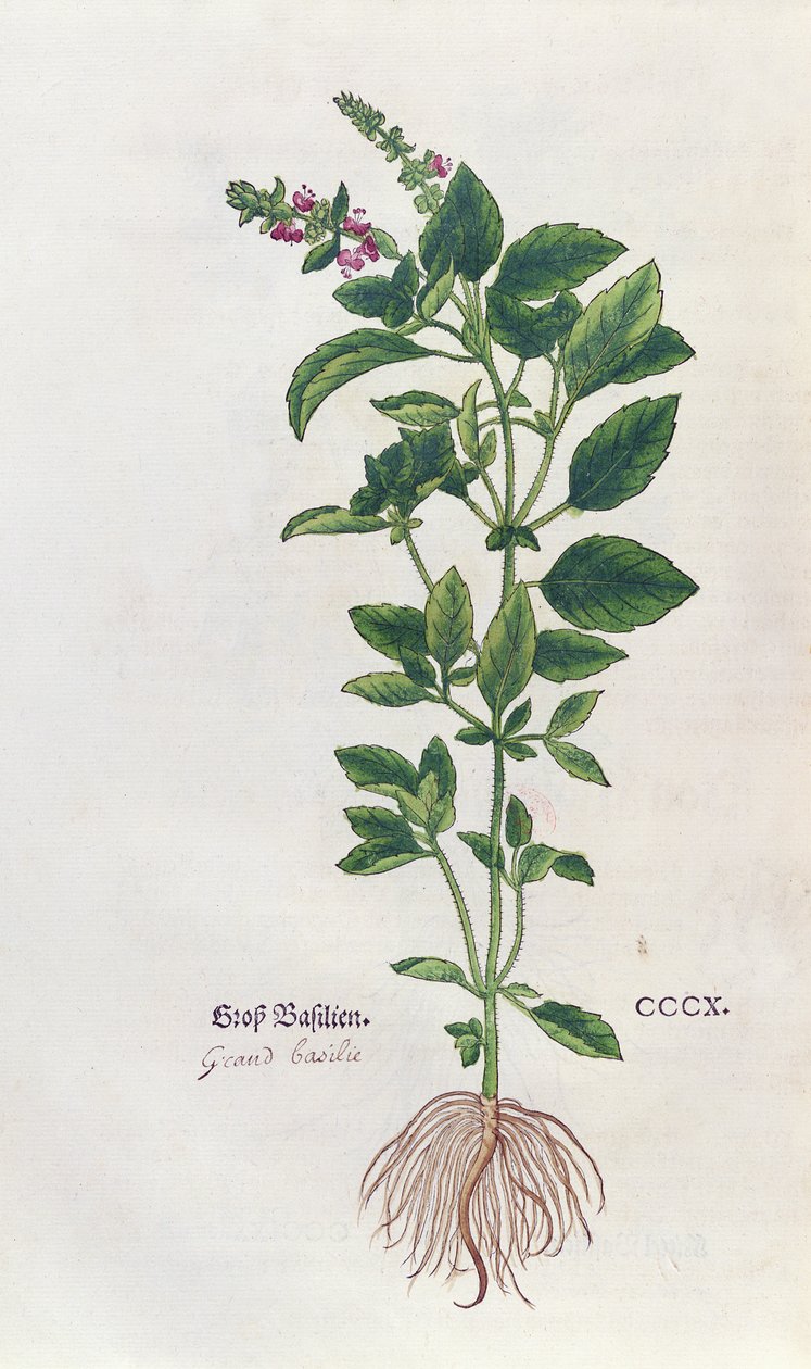 Basil, um prato botânico do Herbarium de Leonhart Fuchs (1501-66), publicado em Basel, 1543 de German School