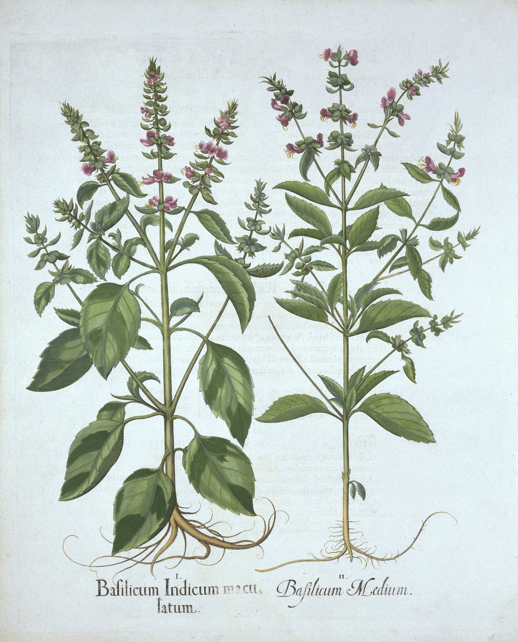 Basil, de Hortus Eystettensis, de Basil Besler (1561-1629), pub. 1613 (gravura colorida à mão) de German School