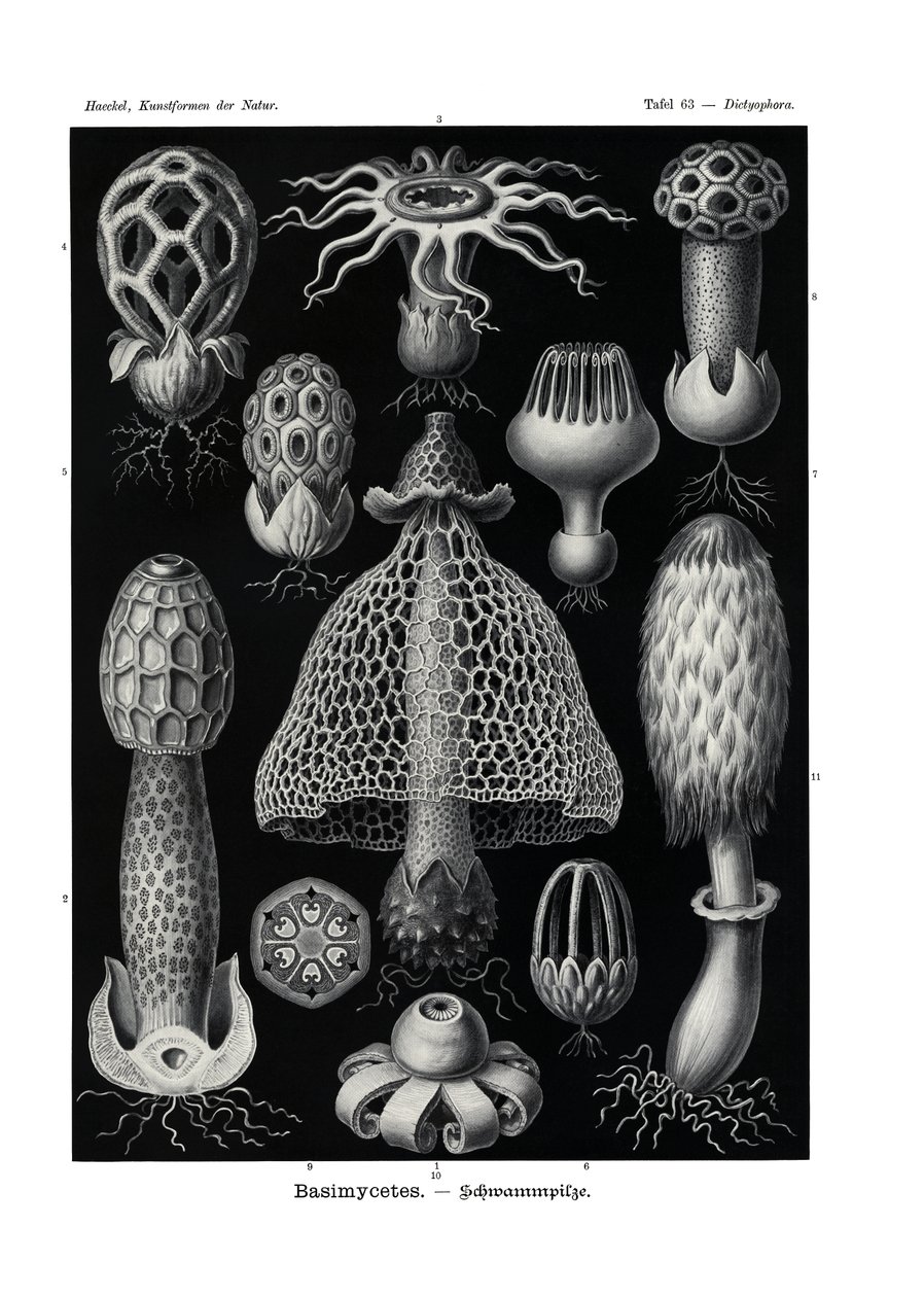 Basimycetes, 1899-1904 de German School