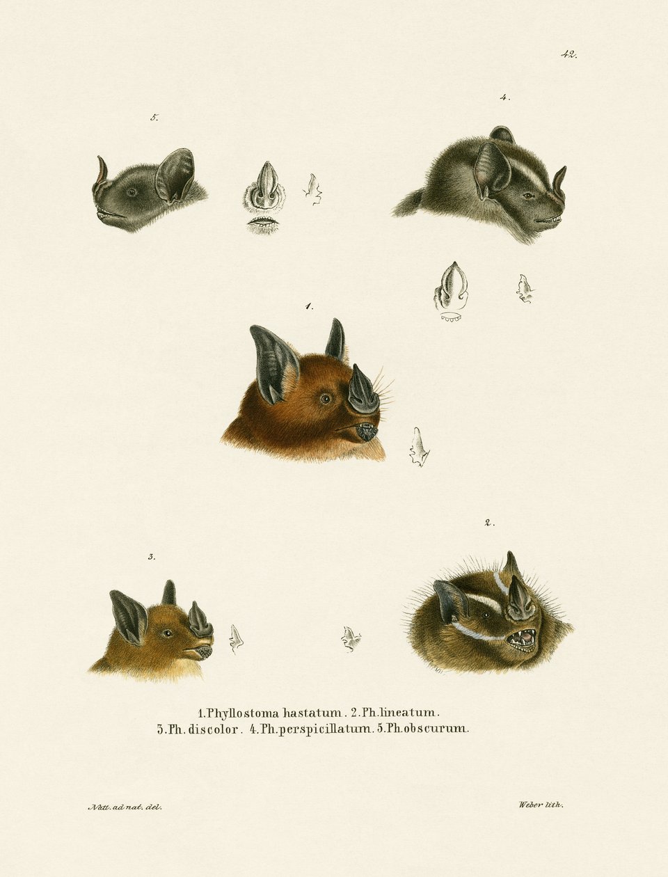 Bat Heads (gravação a cores) de German School
