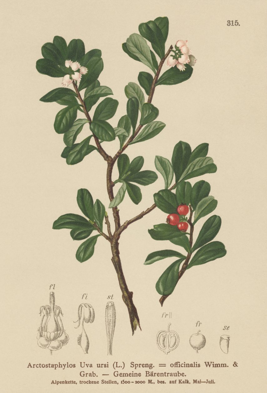 Bearberry (Arctostaphylos Uva ursi, Arctostaphylos officinalis) de German School