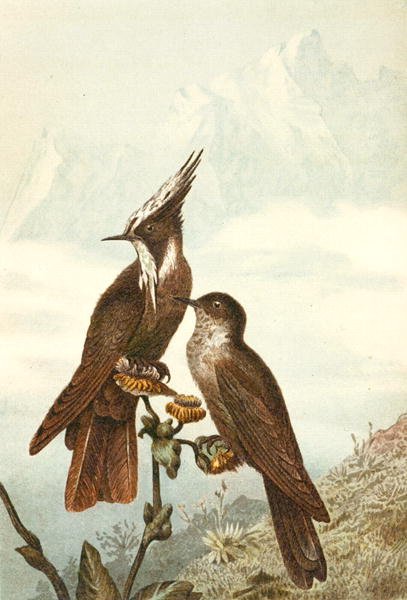 Capacetes barbudos, placa de "Brehms Tierleben": Allgemeine Kunde des Tierreichs", vol 4, p. 675, publicado pelo Bibliographisches Institut de German School