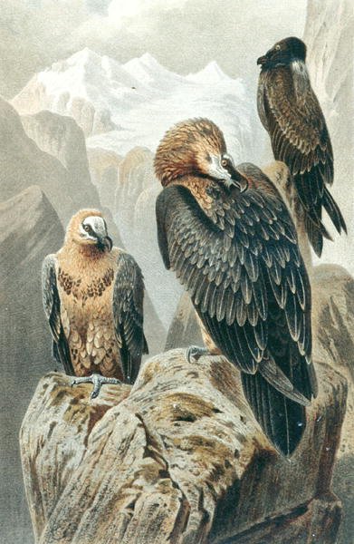 Abutre barbudo, prato de "Brehms Tierleben": Allgemeine Kunde des Tierreichs", vol.6, p.415, publicado pelo Bibliographisches Institut de German School