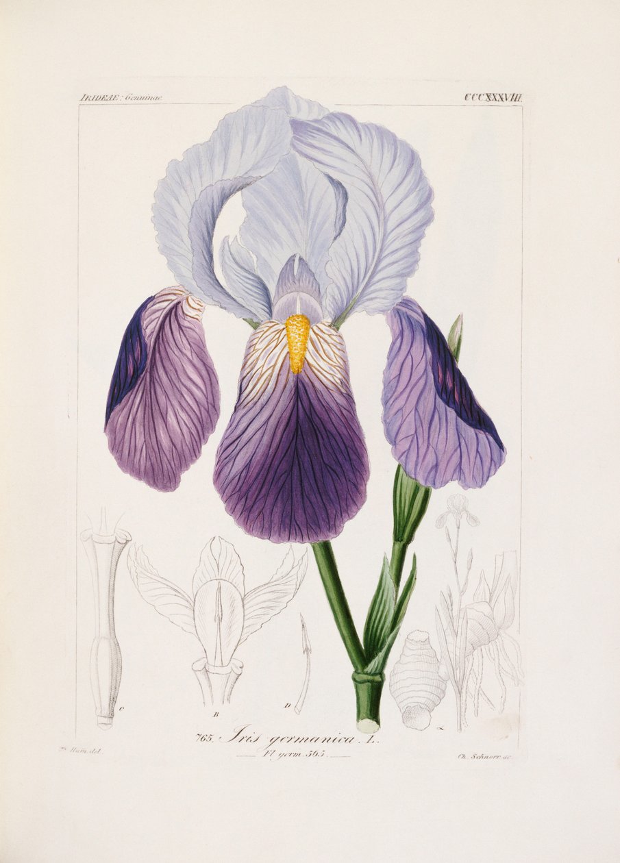 Íris farpada, gravada por Ch. Schnorr (litografia colorida à mão) de German School