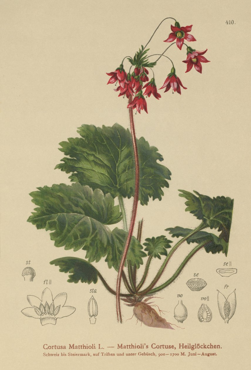 Sanicle Bears-Ear (Corty Matthioli) de German School