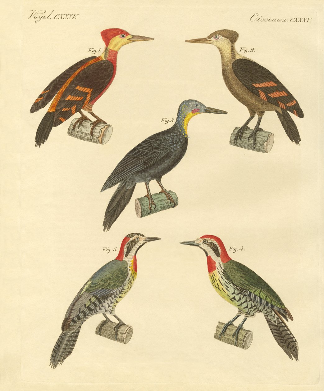 Pica-pau bonito e estrangeiro (xilogravura colorida) de German School