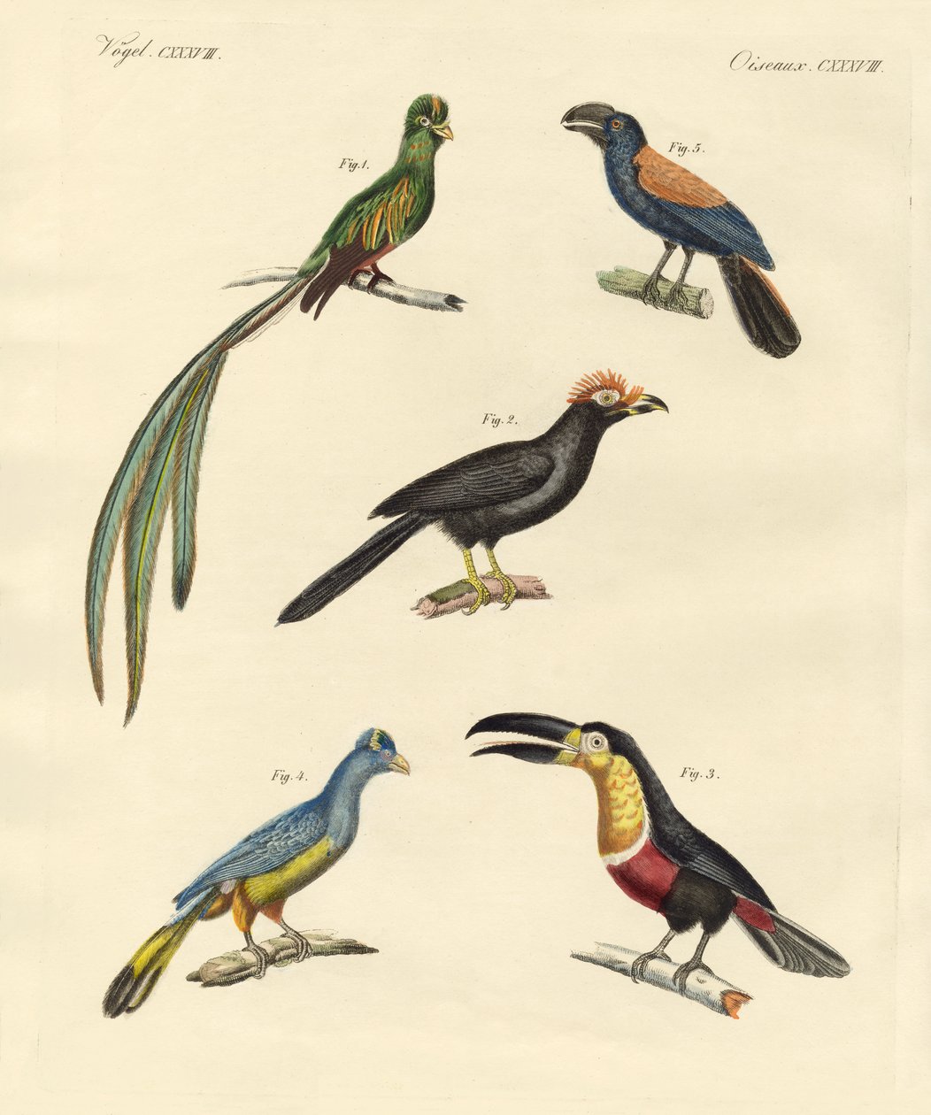 Belas e novas aves trepadeiras (gravura colorida) de German School