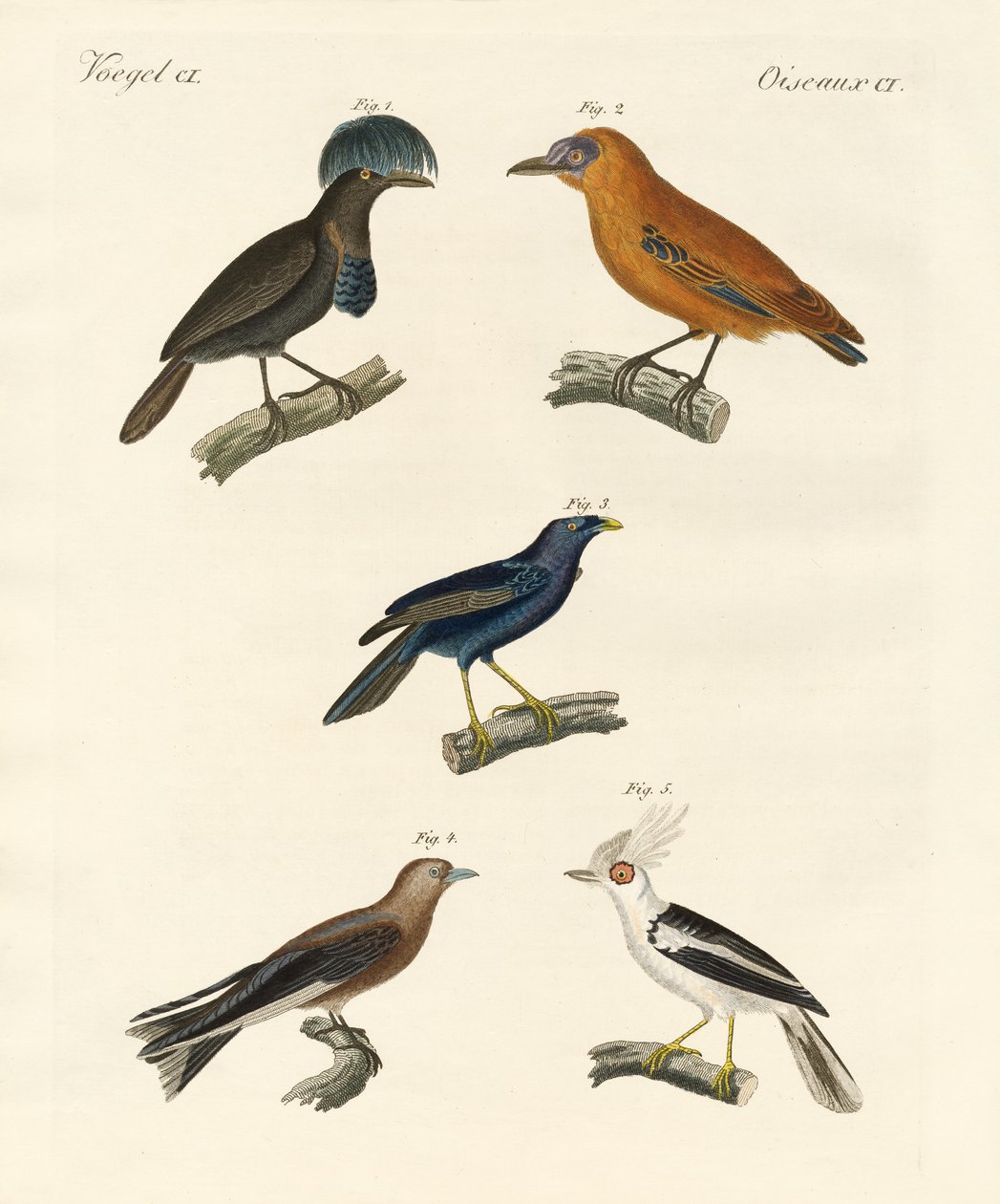 Pássaros bonitos (gravura colorida) de German School