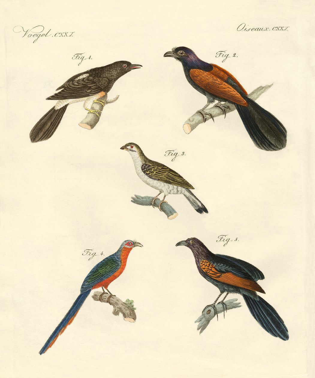 Belas aves trepadeiras (gravura colorida) de German School