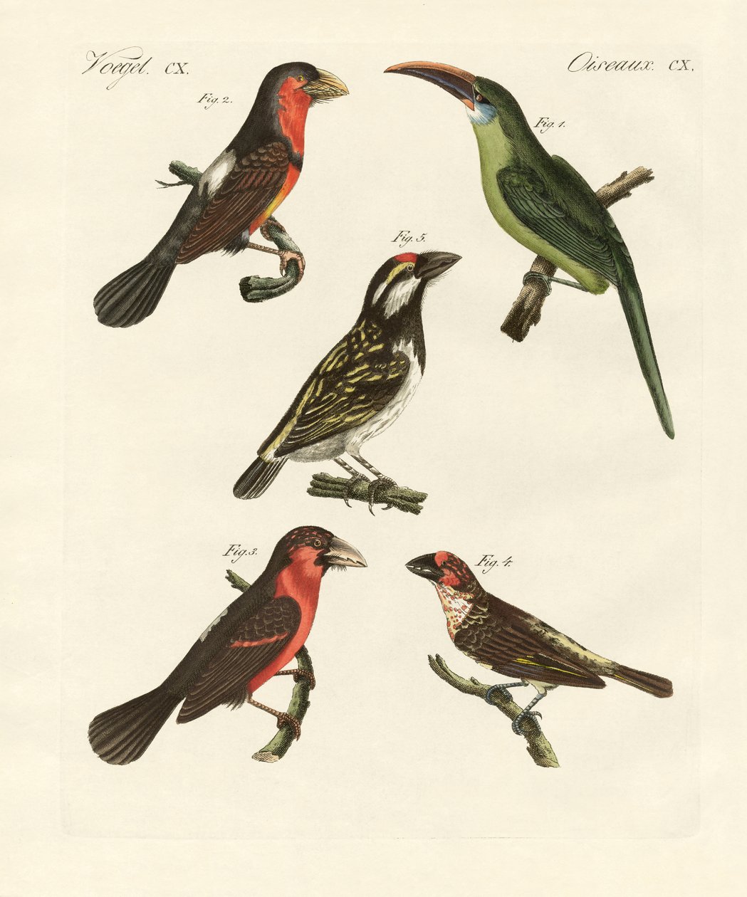 Belas aves trepadeiras (gravura colorida) de German School