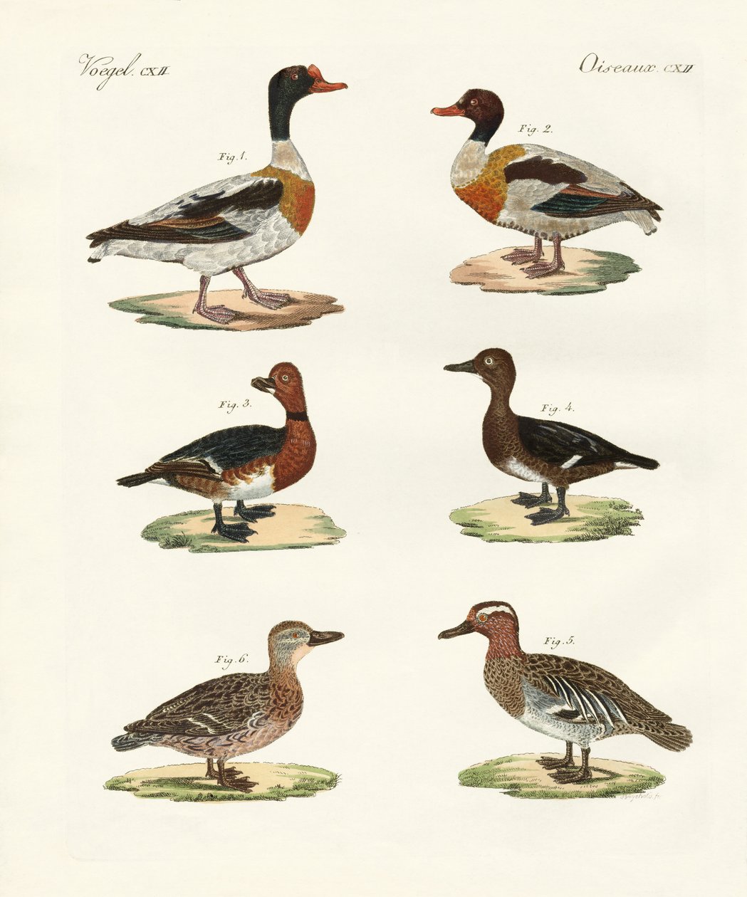Patos bonitos (gravura colorida) de German School