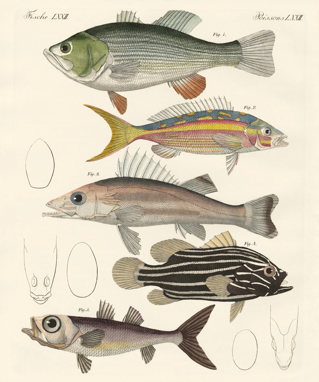 Lindo peixe (gravação colorida) de German School