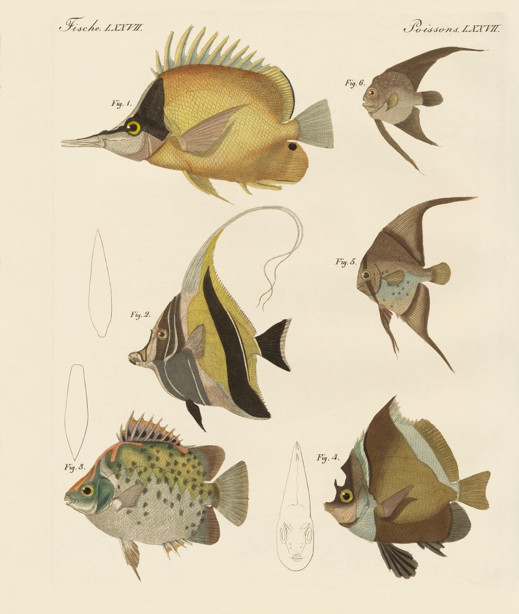 Bonito peixe (gravação colorida) de German School
